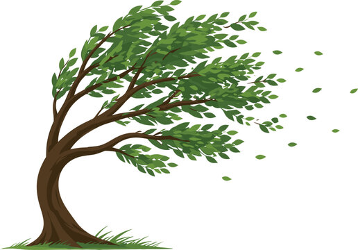 Green Leafy Tree Bending in Strong Gale Force Winds with Flying Leaves for Weather Forecasting Storm Warnings Climate Change and Nature Environment ConceptsGreen Leafy Tree Bending in Strong Gale Forc