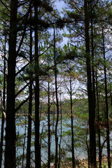 Fototapeta premium Tall pine trees frame a tranquil lake under a clear blue sky.