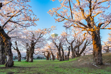 Fototapeta premium Cherry Blossoms and Playground in Hakodate Park under Clear Blue Sky in Hakodate, Hokkaido, Japan