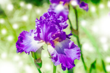 Blooming iris flowers in the garden. Floral natural background, greeting card, festive mood © FuzullHanum
