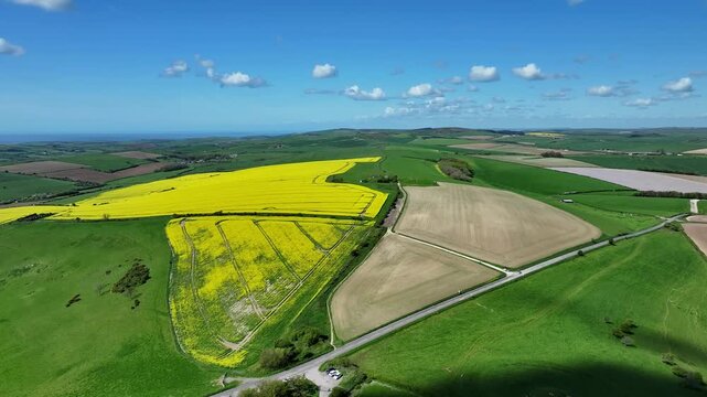 Yellow Rapeseed Fields on a Sunny Day in Dorset
