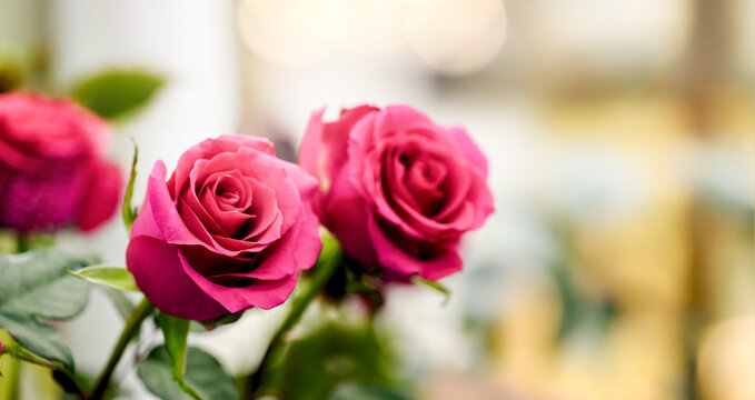 Pink roses with bokeh, florist shop display