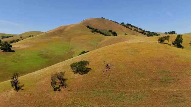 Aerial rising shot of gently sloping hills display a patchwork of green and brown under a clear blue sky. Ideal for nature documentaries or travel content.