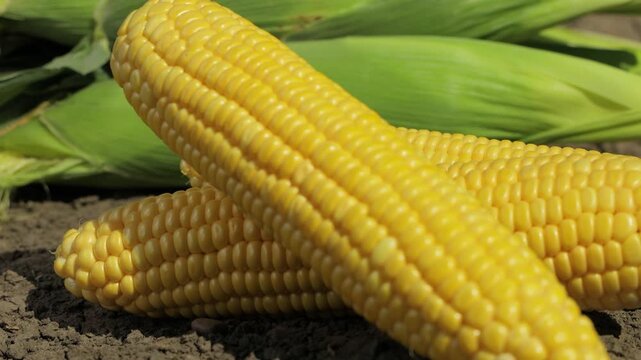 Ripe corn cobs on soil with green husks in background, medium close shot with slow left to right camera movement, fresh sweet maize harvest, organic farming and natural food concept