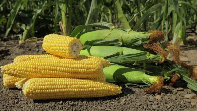 Ripe yellow corn cobs on soil with green husks, including cut corn cob showing cross section, fresh sweet maize harvest in agricultural field, organic farming and natural food concept