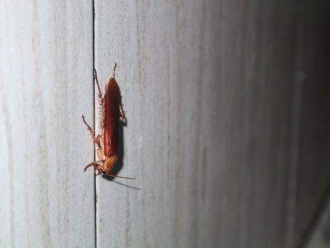 Close-up shot of a brown cockroach (Periplaneta americana) climbing on a ceramic walls. Ideal for pest control, hygiene, and biology-related concepts 
