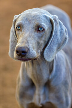 Portrait of a Silver-Gray Weimaraner Dog with Striking Light blue-green Eyes