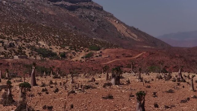 Aerial view of socotra island bottle trees landscape