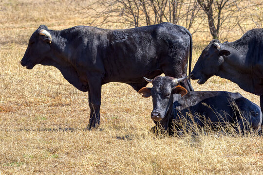 Group of Black Tswana Cattle Resting in a Dry Botswana Pasture near bushes in a semi-arid landscape