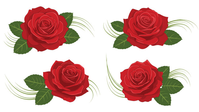 Four realistic red rose illustrations with lush green leaves and decorative wavy lines on a clean white background for romantic design.