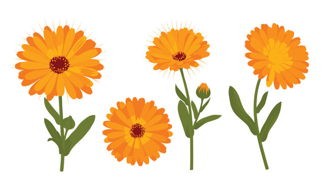 Set of four vibrant orange calendula flowers with green stems and leaves in various stages of bloom isolated on white background.