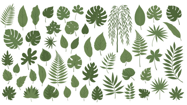 Collection of various tropical and temperate green leaves featuring monstera, palm, fern, and maple foliage on a clean white background.
