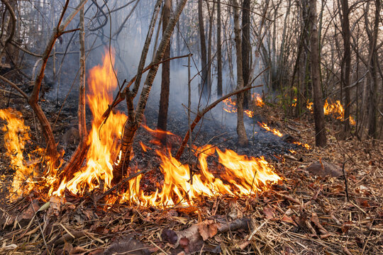 Wildfires in tropical forest release carbon dioxide (CO2) emissions and other greenhouse gases (GHG) that contribute to climate change.