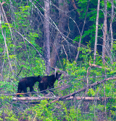 Two black bear cubs climbing around fallen trees in Cades, Great Smoky Mountains, Tennessee © Darren Koobs