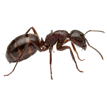 Detailed Macro Portrait of a Brown Ant on Transparent Background