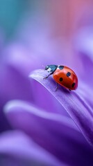 Fototapeta premium A small ladybug with bright red wings and black spots crawls along delicate purple petals. The colorful flower sways gently, reflecting the warmth of a sunny spring day, showcasing nature's beauty