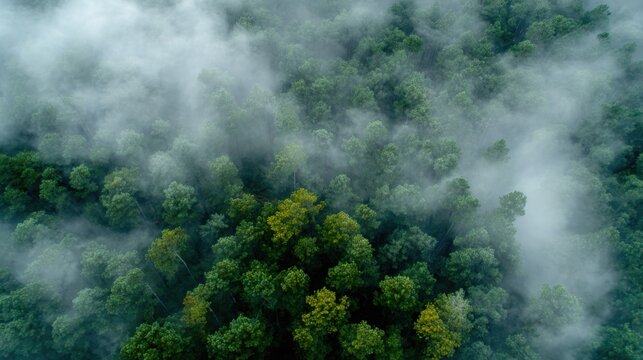 drone view forest covered in fog abstract pattern treetops mist cinematic aerial landscape