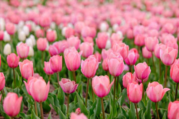 Obraz premium Field of pink tulips in bloom