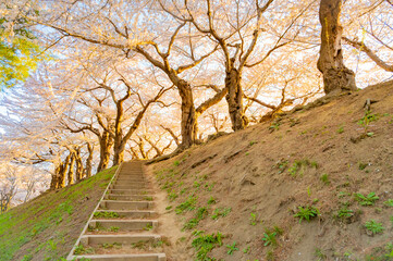 Fototapeta premium Cherry Blossoms and Reflection at Goryokaku Park under Clear Blue Sky in Hakodate, Hokkaido, Japan
