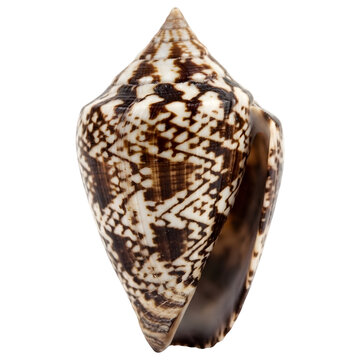 Patterned Cone Shell Isolated on Transparent Background
