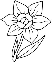 Obraz premium Daffodil flower blossom line art illustration, hand drawn botanical narcissus floral