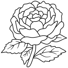 Obraz premium Peony flower blossom line art illustration, hand drawn botanical Paeonia floral sketch