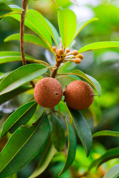 Two Fresh Sapodilla Fruits or Chikoo Hanging on a Tree Branch with Green Leaves