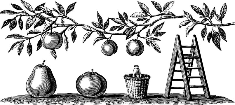 Fruit tree branch with ladder and basket on white background