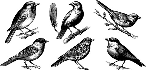 Fototapeta premium Small songbirds perched and standing on branches and twigs