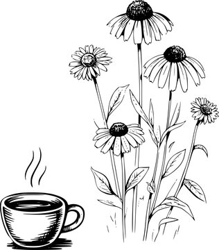 Black and white of steaming coffee cup beside echinacea flowers in bloom drink