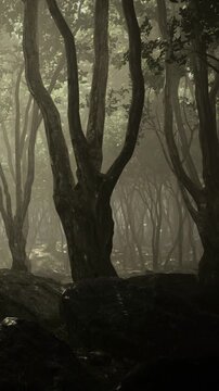 A forest scene shows tall trees standing in a row. Sunlight filters through the leaves, creating patterns on the ground. The atmosphere is quiet and still in the morning light.