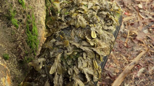 Seaweed covered hanging tyre on a harbour wall stock footage