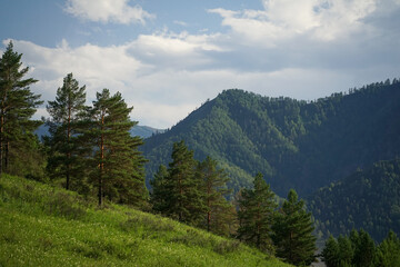 Fototapeta premium Tall pine trees growing on a green field in the mountains, with high mountains in the background