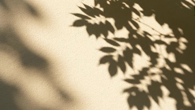 Perfect loop slow drifting leaf shadows created by soft sunlight moving rhythmically across a neutral beige wall continuous fluid motion no visible seams balanced lighting cycle minimal composition tr
