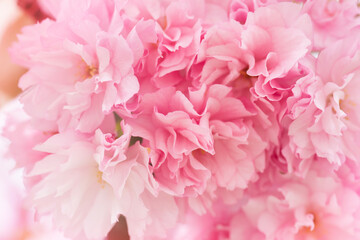 Fototapeta premium macro shot of soft pink double cherry blossoms in full bloom with delicate petals and a blurred natural background in spring