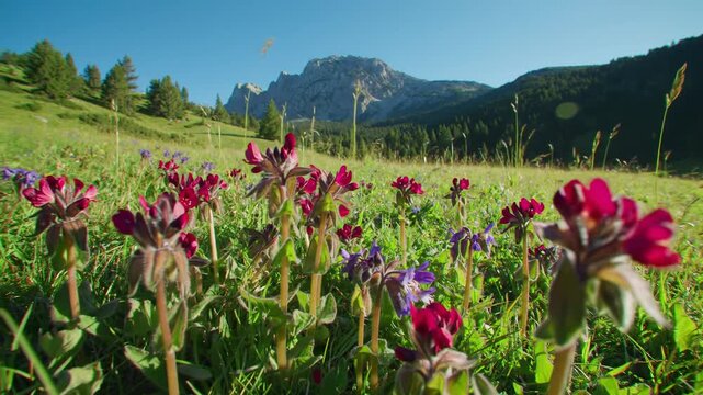 Extreme low angle static video of vibrant crimson and violet wildflowers swaying in an idyllic mountain meadow, rugged mountains under early morning sunlight, profound tranquility