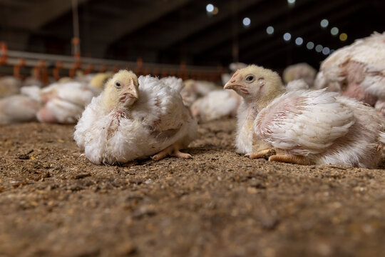 Young broilers at a poultry farm, a large number of fat chicken chicks while relaxing indoors at the poultry farm
