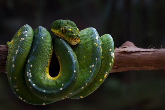 Green tree python Moreliaazurea utaraensis (lereh) on branch, Green tree python snake wrapped around a tree trunk