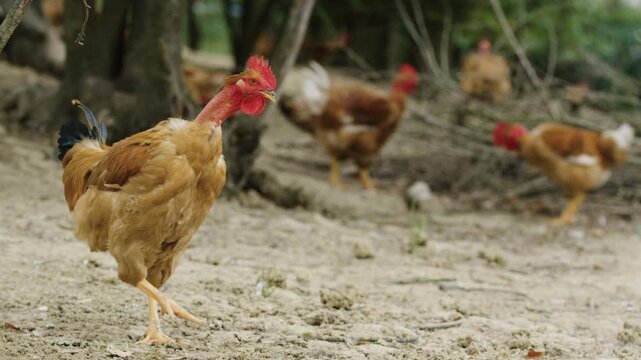 poulet plein air