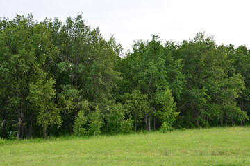 Naklejka premium Forest Edge with Green Field front view