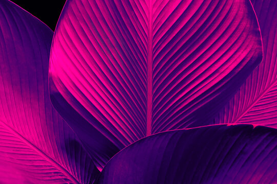 Abstract Tropical leaves with glowing neon pink and purple hues, vibrant synthwave foliage on a dark background.