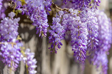 Selective focus of purple flowers Wisteria sinensis or Blue rain, Chinese wisteria is species of flowering plant in the pea family, Its twisting stems and masses of scented flowers in hanging racemes. © Sarawut