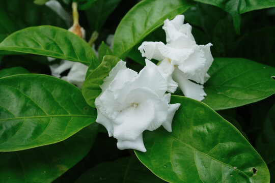 サンユウカの白い花。
学名は"Tabernaemontana divaricata"
