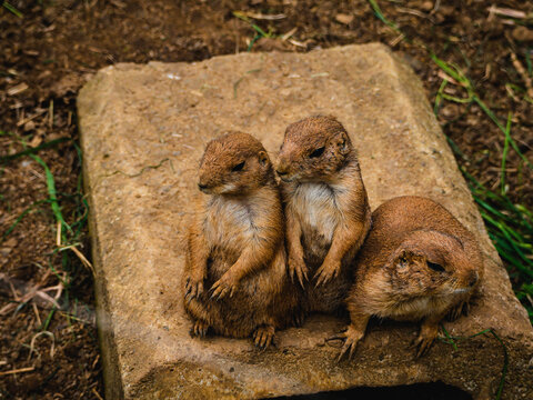 meerkat on guard