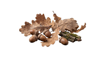 Natural composition of dried oak leaves, acorns, and bark, showcasing the rustic beauty of the forest floor. © Nicole