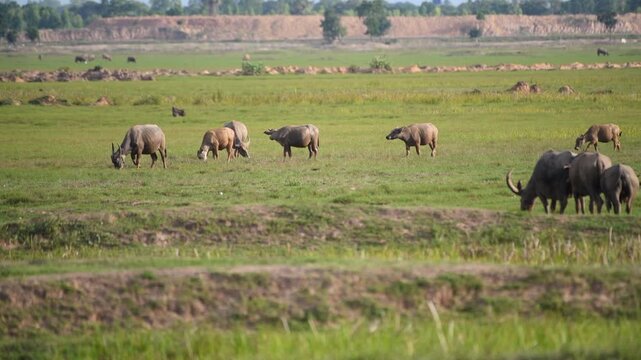 Water buffaloes grazing in the paddy field of Northeastern Thailand.