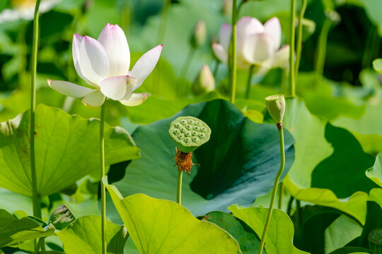 水辺の花」の写真素材 | 29,147件の無料イラスト画像 | Adobe Stock