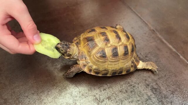 Close-up of small pet tortoise biting slice of cucumber from child's hand. Candid feeding moment, gentle interaction between child and animal.