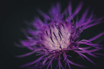Obraz premium purple flower on black