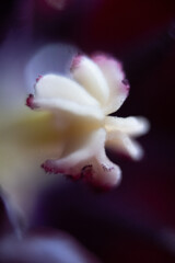 blüte stempel makro nah © fotorena.de